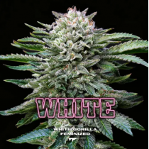 White Gorilla (x4)